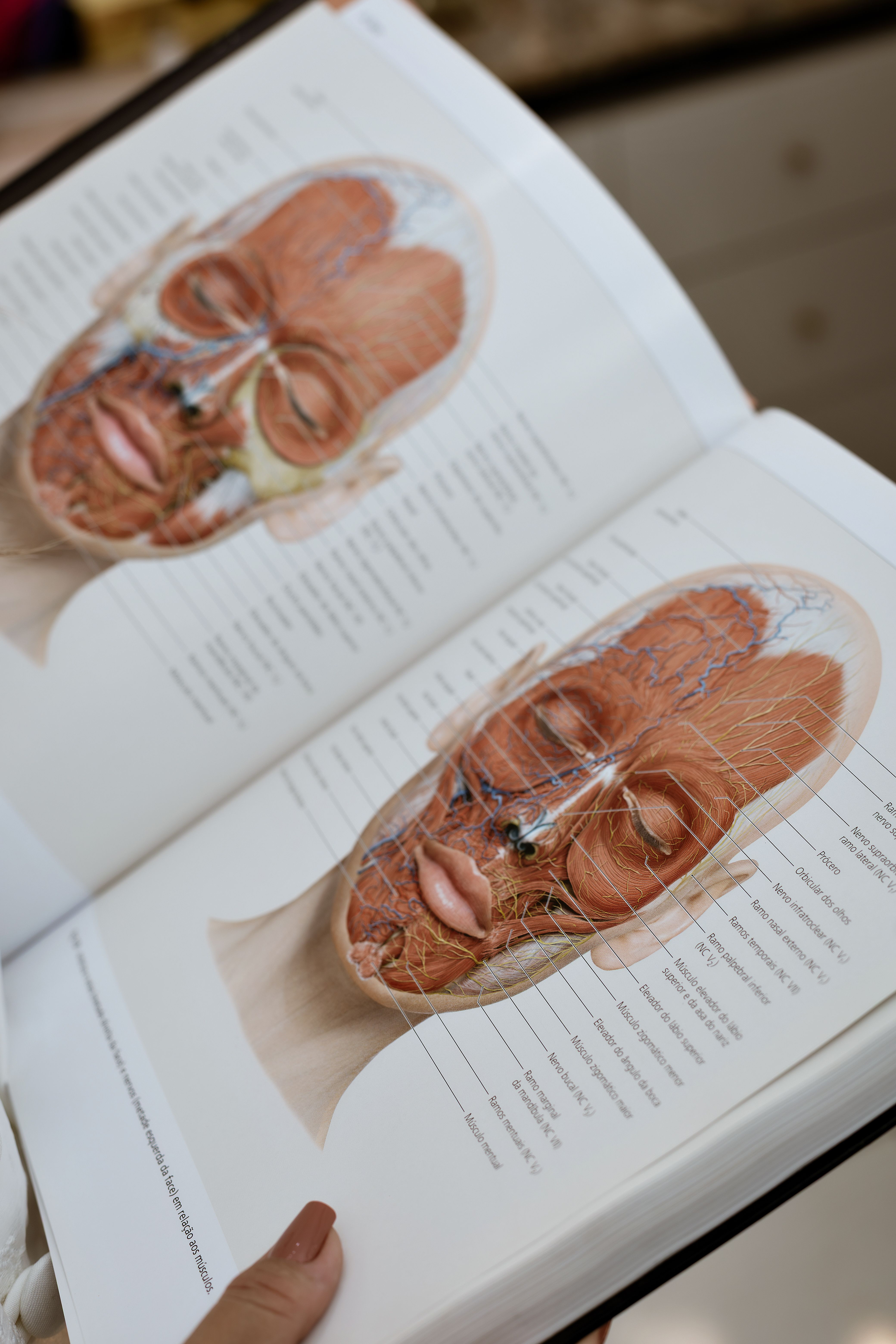 Anatomisk noggrannhet